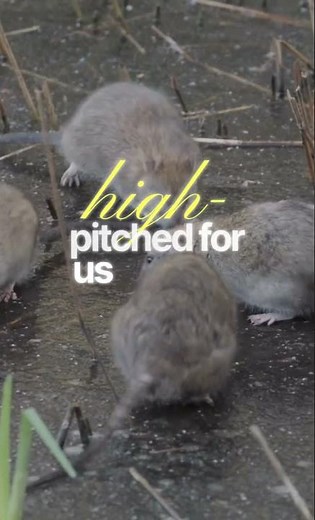 Rats Laugh When Tickled! 🐀😂