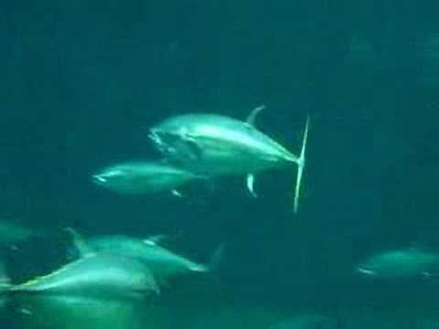 tuna swimming in a large pool