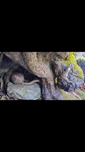 Pogled vo korenot na najstariot div kosten (Aesculus hippocastanum) vo svetot. ,,NASE A SVETSKO"' | Jane Acevski