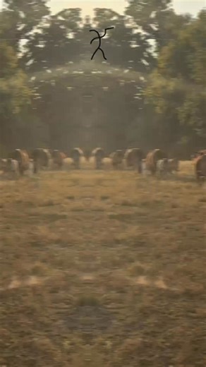 Red Brahmans into the Sunset There’s nothing quite like the view of red Brahman cows walking into the sunset. Strong, maternal, and built with purpose — they’re the backbone of the breed and the heart of the ranch. At Butler Polled Brahmans, we believe progress begins in the pasture. These cows and their calves are proof that quality, functionality, and longevity never go out of style. 📍 Butler Polled Brahmans — raising cattle that last, cattle that matter. #RedBrahman #ButlerPolledBrahmans #Br