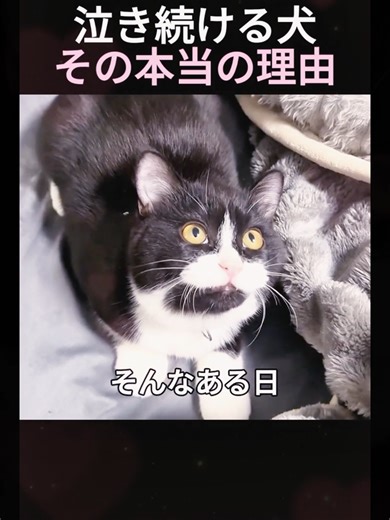 泣き続ける犬その本当の理由 #犬の物語 #保護犬 #動物の絆 #感動ストーリー #犬と暮らす #涙#犬のいる生活 #ペット動画 #感動#感動する話 #犬動画 #愛犬