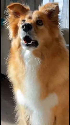 This ultra-realistic 4K dog is acting like the main character—making shocked faces, zooming around the room, overreacting to everything, and dropping goofy slow-mo moments. Freeze frames chaotic meme energy = pure viral gold 😂 Perfect meme vibes, high-detail fur, bright lighting, unstoppable chaos. #ViralDog #DogMeme #FunnyDogVideos #DogZoomies #MemeEnergy #ChaoticDog #4KDog #GoofyDog #PetMemes #TrendingNow #MemeVideo #DogReaction #ComedyDog | Pawfect Moments