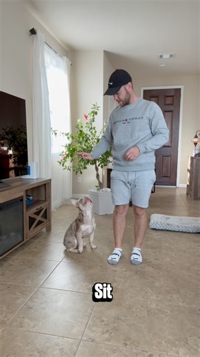 The myth that “French Bulldogs can’t be trained” is still out there — and honestly, it’s only getting more popular. But the truth is simple: every dog needs training, no matter the breed. And French Bulldogs? They actually need it even more — because they’re incredibly sensitive, intelligent, and absolutely amazing when you guide them the right way #dog #frenchbulldog #sergeyastafyev #dogtraining #pet #Texas #frenchie #dogtrainer #austin #puppy | Lone Star Dog Training and Care