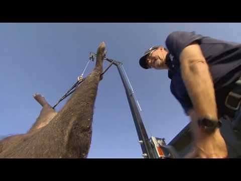 HME Truck Hitch Game Hoist