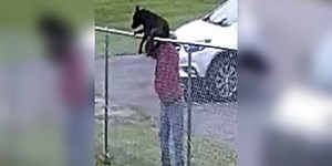 Dog tossed over fence at Ky. animal shelter returned to owner