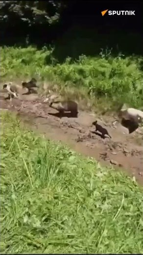 Bear attack sheep's #wildlife #bear #manprotect #sheeps