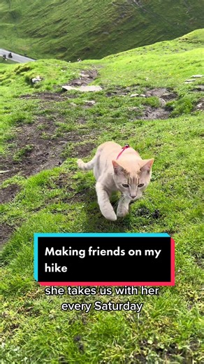 Making New Friends on My Hike with My Cat