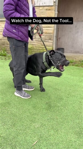 Everyone loves to argue about training tools. Prong collars. E-collars. Slip leads. But very few people stop to ask the most important question: How does the dog actually feel wearing it? In this video the first clip shows a dog wearing a head halter (Halti/Gentle Leader). Watch the body language carefully. You can see: • Pawing at the face • Head shaking • Constant attempts to remove it • Difficulty focusing on the handler That’s not stubbornness. That’s a dog trying to escape something that fe