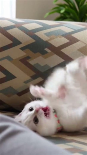 Cat Call Give me My phone back #shorts #fyp #mrbhandari