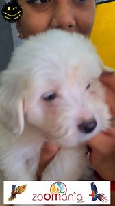 🐾🌺BB BICHON NAIN: Little bundles of Joy🌺🐾 😎New Mom & Dad? ☎️Anila 5941 69 71 📩5941 69 76 (WHATSAPP Only) #bichonfrise #bichonsofinstagram #bichon #bichonlove #bichonhavanese #cotondetulear #cotondetulearsofinstagram #cotondetulearlove #cotondetulearpuppy #cotondetulearlife #zoomaniamauritiuspetshop | Zoomania Mauritius