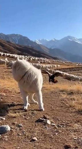 An eagle swoops down toward the dog and goat.
