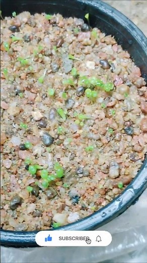 Propagating Lithops from Seed to Bloom /Grow Lithops from Seeds / Lithops Germination #shorts