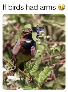 1950 Originals on Reels