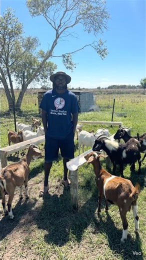 Goat Parasites Explained Simply (Beginner Guide)