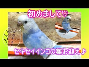 新しい家族♡生後一ヶ月過ぎのインコの雛をお迎え＆挿し餌♪【セキセイインコ】