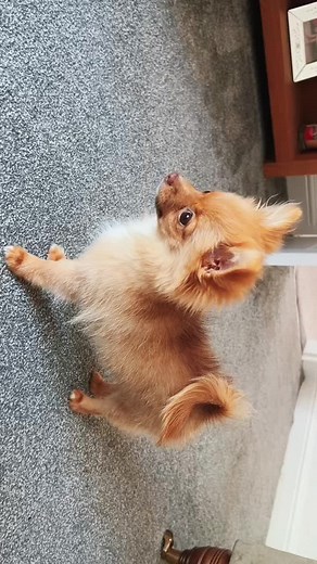 Descubre todo sobre los adorables Pomchi
