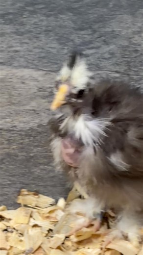 I dub thee Handsome Herbert. | The Spirit Tree Inc.