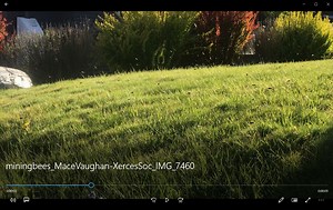 3.6K views · 249 reactions | The emergence of mining bees (genus...