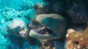 Les îles Chagos, un archipel protégé - Documentaire (2023)