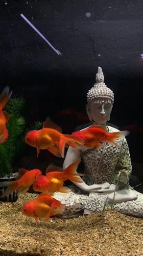 #PecesJaponeses #Goldfish #CabezaDeLeón #Oranda #Ryukin ✨ La elegancia del acuario empieza con peces japoneses 🐟 Colores, forma y presencia que enamoran 💎 Peces japoneses de calidad premium 🌊 ¿Qué variedad de pez japonés es tu favorita?