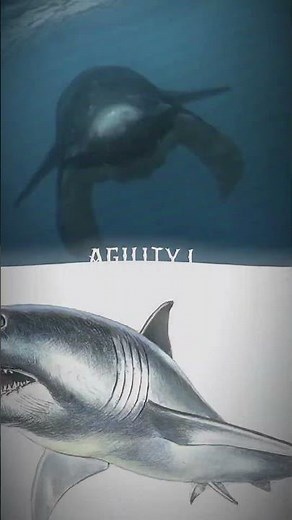 Predator X versus megalodon