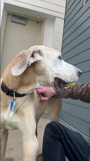 Hank - Labrador Retriever for adoption