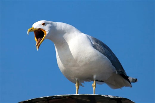Seagulls launch 'coordinated' attacks on children at Easter egg hunt