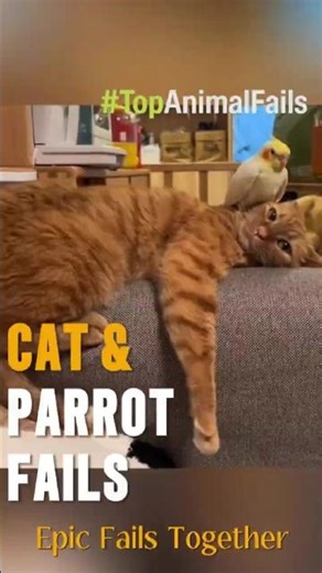 🐦🐱 Loros vs Gatos | Parrots vs Cats #viral