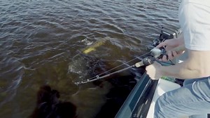 4.6K views · 46 reactions | Who doesn’t love watching a musky crush a shine glide boatside? Tag a friend that loses sleep over musky fishing #SHINEglide #SavageGear #Musky | Savage Gear Americas | Facebook