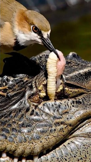 Hero Bird Saves Wild Predator from Hidden Parasite | RescueX