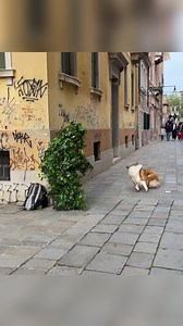 Bushman vs DOG #prank #camedy #prankster #videoderisa #viral #viralvideos #fyp #видеоприколы #смешныевидео #пранк #reels #reactionboi #reaction #funnyvideos #MannequinPrank #videodivertido #laughter #italia #reels #justforfun #MannequinPrank #funnyreels #humor #funnyscares | Tourmeka