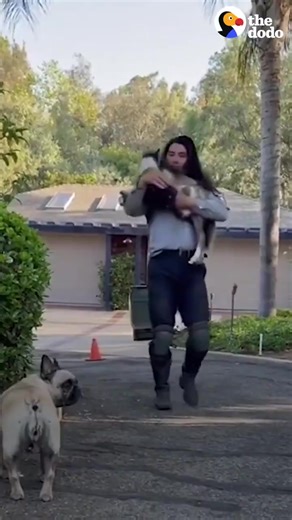 3.6K views · 91 reactions | Worlds smallest horse 殺 | Australian Horse Racing | Facebook