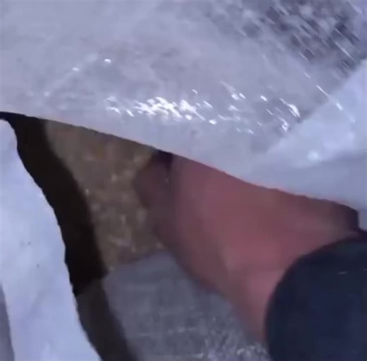 Funny Chicken Meme Compilation for Everyone