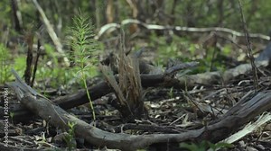 Rebirth in a Forest after Storm, Storm Damage in Forest after a Strong Windy , Ice Storm, Regrowth Tree, New Life, Ontario's Forest