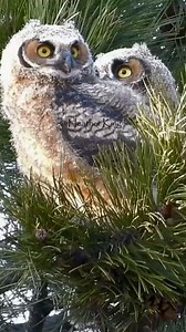 How adorable are these great horned owl babies? #greathornedowl #owl #owlsofinstagram #your_best_birds #birdfreaks #best_birds_of_ig #birds_in_view #allcanada #ShareCangeo #bird_world #theeowlqueen #owlphotography | Thee Owl Queen