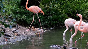 Flamingo Pink Anima | Wolves & Dragons Dynasty | Facebook