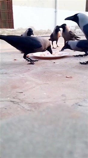 5 Amazing Moments from Crow Feeding Time!🖤♥️🤍🐦#shorts