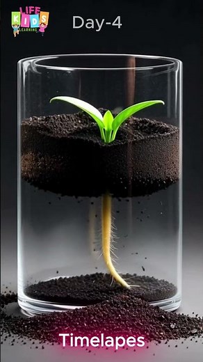 Tiny Lemon, Mighty Magic 🌱🍋 Watch a Mini Citru TimeLapes