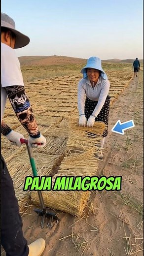 This is how they use tons of STRAW to stop the desert! 🌾