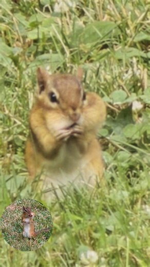 Booboo the chipmunk is an over stuffer #backyardwildlife #naturelovers #chipmunk