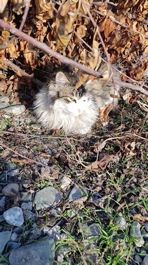 "My cat exploded from relief after eating... a scene that no one will believe!"