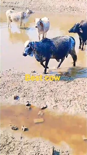 Meet the Biggest Cow in the World#foryou #shots