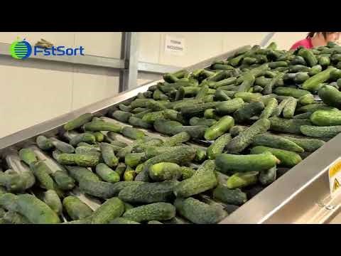 cucumber cleaning sorting and packing line