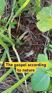 Nature’s object lesson. Lesson #1 #gospel