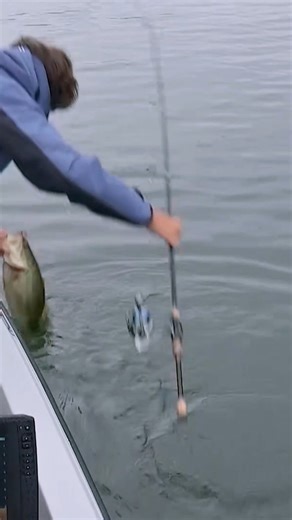 Calm, overcast conditions have made for a challenging morning on Lake Hartwell as 3- and 4-pound bass are driving early action. Mitchell Robinson caught this 3-14 bass to move into sixth in Period 2. It’s the Knockout Round at O'Reilly Auto Parts Stage 2 Presented by Lowrance. Watch the MLFNOW! livestream at www.MajorLeagueFishing.com. #bassfishing #visitoconeesc #fishoconeesc #fish #fishing Visit Oconee SC - Oconee County, South Carolina | Major League Fishing
