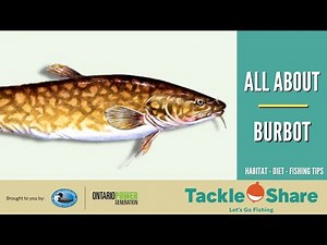 All About Burbot - Identification, Habitat, Spawning, Diet, Age & Size, Fishing Tips
