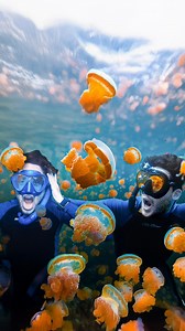 1.6M views · 42K reactions | Nadamos con MILLONES DE MEDUSAS en un Lago Perdido謁 | Video Completo en nuestro canal ⛵️ #rajaampatpapua #rajaampatislands #papua #jelly #jellyfishlake #medusa #medusas #millones #isla #muymuylejano #indonesia #youtube #youtubemexico #nuevovideo #lugaresremotos #rajaampat #palau | Alpha Expeditions | Facebook