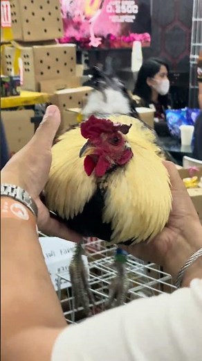 MEL SIMS GREY at WORLD GAMEFOWL EXPO 2025