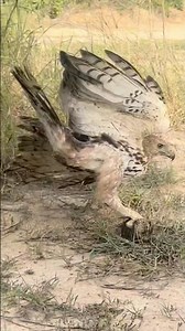 Flexible hunting skill of hawk 🦅 #youtubeshorts #shorts #shortvideo #shortsfeed #subscribe