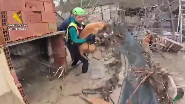 Storm Leonardo: Trapped animals rescued from devastating Spanish floods
